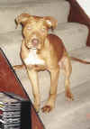 dog.tif (435888 bytes)